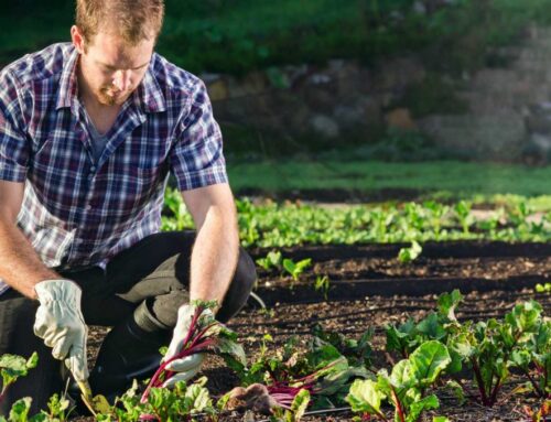 Intervento SRE01 Insediamento Giovani Agricoltori – Bando modificato ed integrato